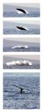 <b>Thar She Blows</b>