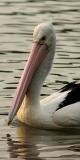 Pelican Pose