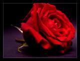 A Romantic*