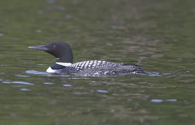 1310 loon on rose lake.jpg