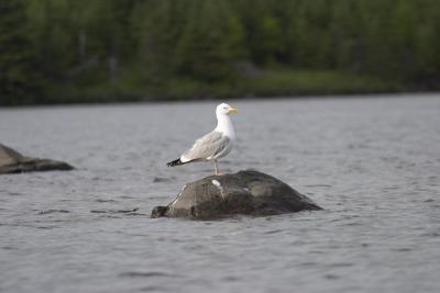1313 gull on rose lake.jpg