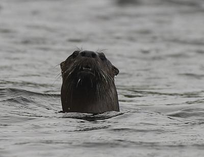 1322 otter on rose lake.jpg