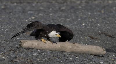 order g 1659_eagle taking off on homer spit.jpg