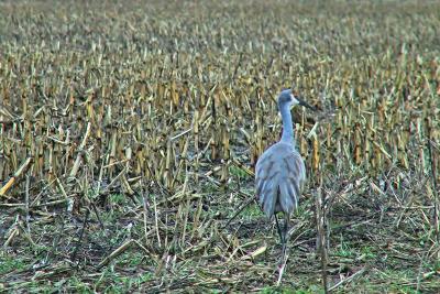 Sandhill Crane