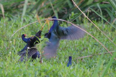 Purple Gallinule