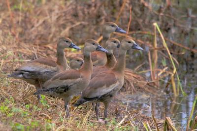 Black-bellied Whistling-Duck