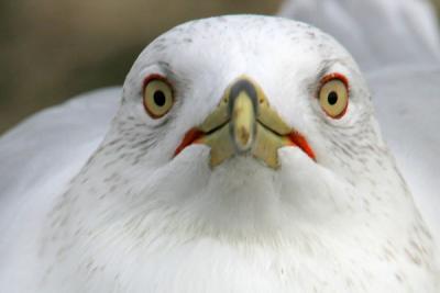 Ring-billed Gull