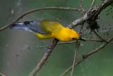 Prothonotary Warbler