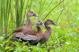 Black-bellied Whistling-Duck