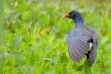 Purple Gallinule