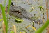 American Alligator