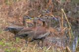 Black-bellied Whistling-Duck
