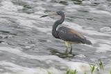 Tricolored Heron