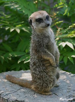 Suricate_0498a.jpg