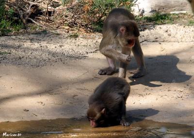 Macaque_0294a.jpg