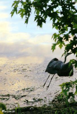 Grand héron (Ardea herodias)