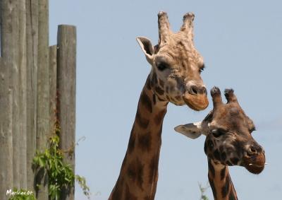 Girafe_0074a.jpg