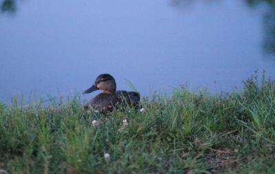IMG_1098_ISO3200.jpg