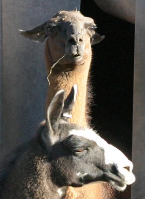 Lama0612a.jpg