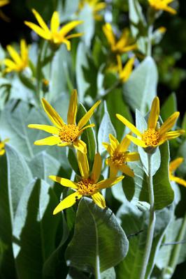 Fuzzy Mule Ear