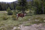 Yosemite deer 2