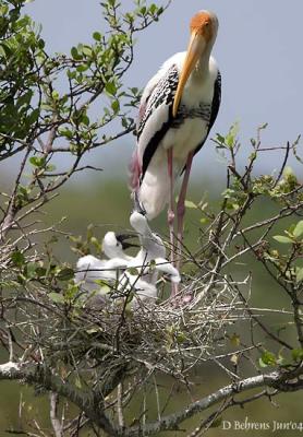 Painted-Stork-nest.jpg