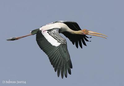 Painted-Stork-flight.jpg