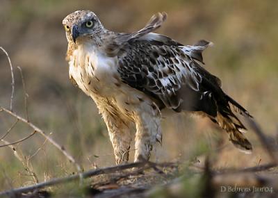 Changable Hawk-Eagle.jpg