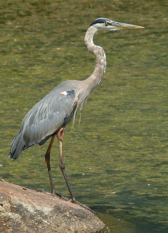 Great Blue Heron