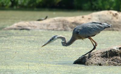 Great Blue Heron