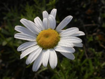 IRT_Daisy-sm.jpg