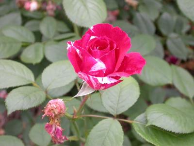 RG_DSCN8086-sm.jpg