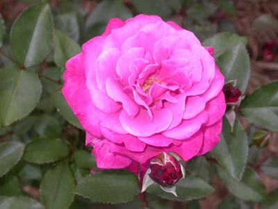 RG_DSCN8091-sm.jpg