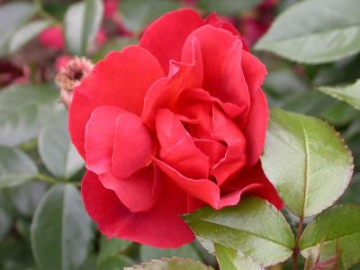 RG_DSCN8108-sm.jpg