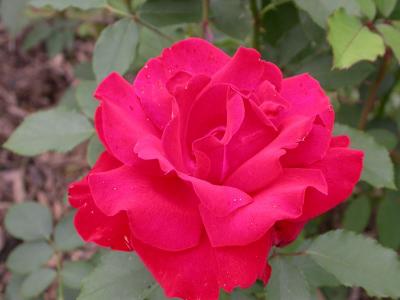 RG_DSCN8109-sm.jpg
