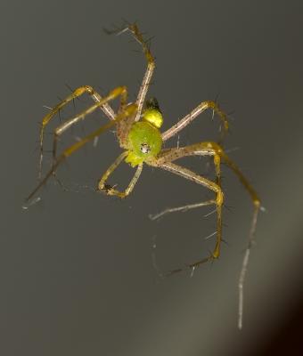 Green Spider.jpg