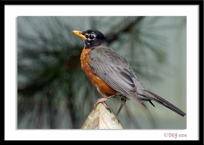 Robin2354-after.jpg