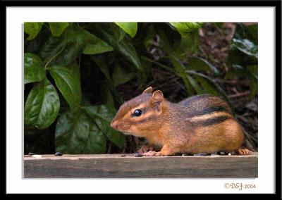 DSC_2454-a.jpg