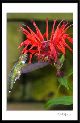 Hummer2260-after.jpg
