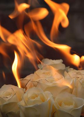 Roses-11.jpg
