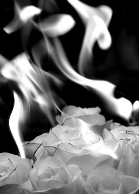 Roses-13.jpg
