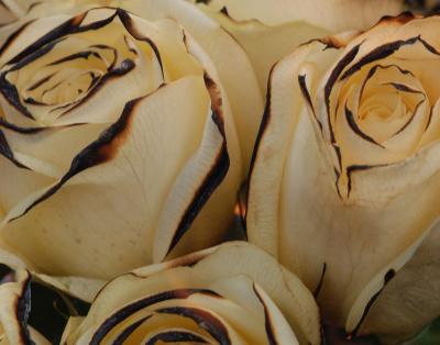 Roses-14.jpg