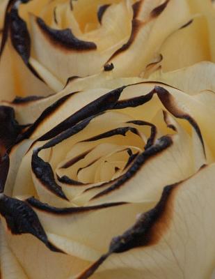 Roses-16.jpg