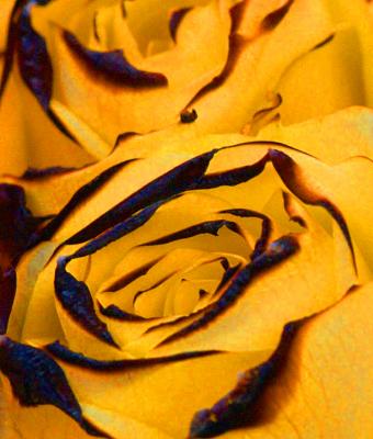 Roses-17.jpg
