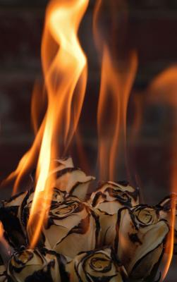 Roses-18.jpg