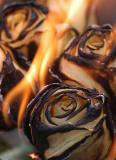 Roses-25.jpg