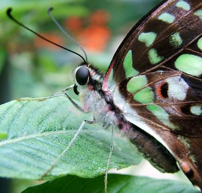 Butterflies, Dragonflies, and other 6-Leggeds