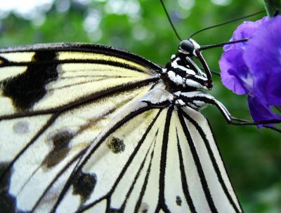 u47/dellybean/medium/30046644.zebrabutterfly.jpg
