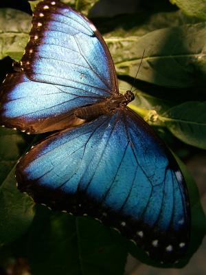 blue butterfly.jpg