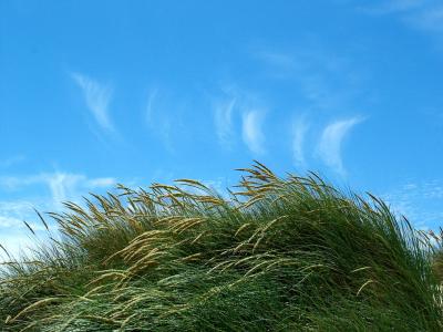 Kehoe Beach - Dune Grass, Point Reyes